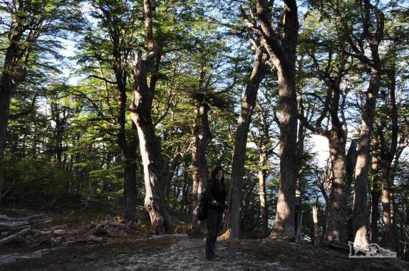 Trecho de bosque da trilha que leva ao cume do Cerro Falkner, no Parque Lanin, na região de San Martín de Los Andes, na Argentina